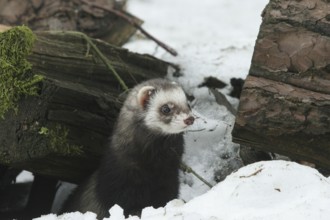 Ferret (Mustela putorius furo) in the snow comes out from under old wood, pet keeping, Allgäu,