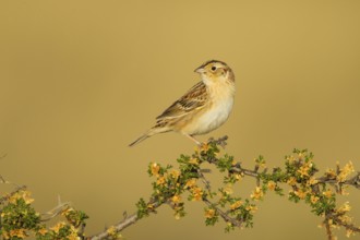 Grasshopper Sparrow Ammodramus savannarum Sonoita, Cochise County, Arizona, Unites States 17 May