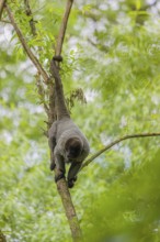 A common woolly monkey, brown woolly monkey, or Humboldt's woolly monkey (Lagothrix lagothricha)