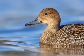 Northern Pintail (Anas acuta) female, British Columbia, Canada