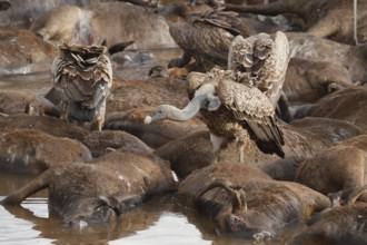 Rüppell's Vulture (Gyps rueppelli), Masai Mara, Kenya