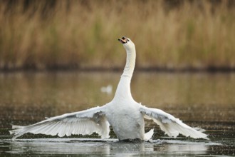 Mute swan (Cygnus olor), flapping wings, North Rhine-Westphalia, Germany