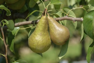 Pear (Pyrus communis BOSC'S FLASCHENBIRNE), Bundessortenamt Prüfstelle Wurzen, Wurzen, Saxony,
