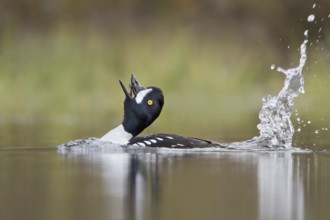 Barrow's Goldeneye (Bucephala islandica) male, British Columbia, Canada