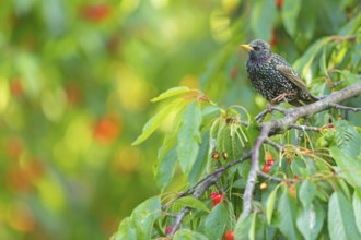 Starling, (Sturnus vulgaris), male, biotope, habitat, tree, foraging, animals, birds, starlings,