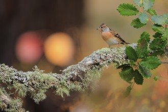 Female Brambling (Fringilla montifringilla) perched on a lichen covered branch. Andalusia, October