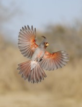Pyrrhuloxia (Cardinalis sinuatus) male flying, Texas, USA