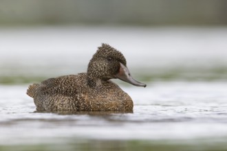 Freckled Duck (Stictonetta naevosa) male, Victoria, Australia