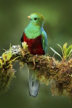 Quetzal, Pharomachrus mocinno, from nature Costa Rica with green forest. Magnificent sacred mistic