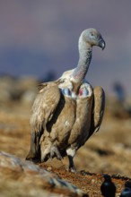 Cape Vulture, also cape griffon (Gyps coprotheres), Giant's Castle Hide, KwaZulu-Natal, South