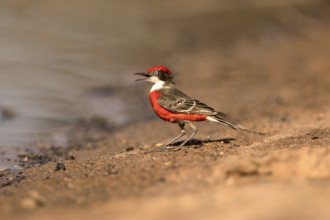 Crimson Chat (Epthianura tricolor) male perched on the ground, Victoria, Australia