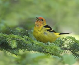 A male Western Tanager, Piranga ludoviciana, sings from a spruce tree at Emma lake, Saskatchewan