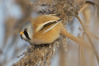 Bearded Reedling (Panurus biarmicus) male, Saxony-Anhalt, Germany
