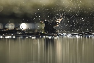 A common starling enjoys a refreshing bath, surrounded by sparkling droplets catching the sunlight