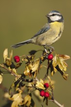 Eurasian Blue Tit (Cyanistes caeruleus), Castile-La Mancha, Spain
