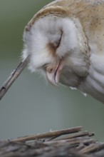 Western Barn Owl (Tyto alba)