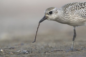 Grey Plover (Pluvialis squatarola) feeding on worm, Mecklenburg-Western Pomerania, Germany
