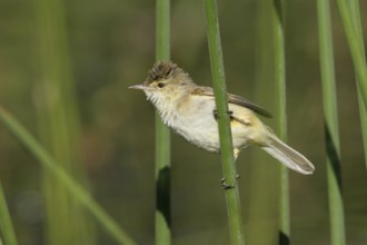 Australian Reed Warbler (Acrocephalus australis), Victoria, Leopold, Australia