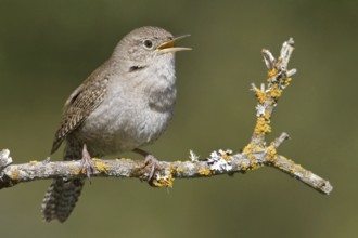 House Wren (Troglodytes aedon) singing, British Columbia, Canada