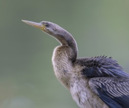 Australasian Darter (Anhinga novaehollandiae) Weibchen, Victoria, Australia