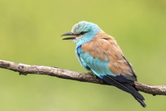 European Roller (Coracias garrulus) calling, perched on a branch, Subotica, Serbia