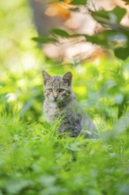 European wildcat (Felis silvestris silvestris) on a meadow, Hesse, Germany