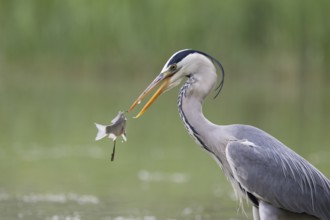 Grey Heron (Ardea cinerea) with fish prey, Serbia