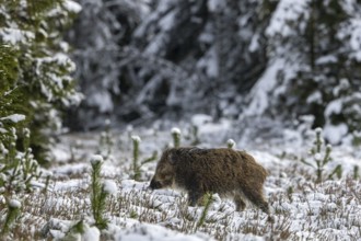 A few minutes after the wild boar (Sus scrofa), a first young boar follows across the snowy