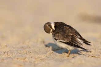 Common Ringed Plover (Charadrius hiaticula), Schleswig-Holstein, Germany
