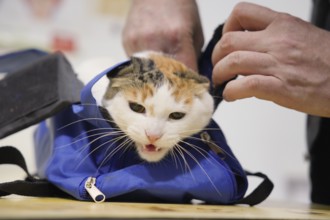 A calico cat looks out from a blue bag at a veterinarian's office. The vet's hands carefully hold
