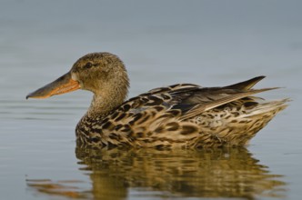 Northern Shoveler (Spatula clypeata) female, Schleswig-Holstein, Germany