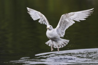 European Herring Gull (Larus argentatus) flying, Nord-Trondelag, Norway
