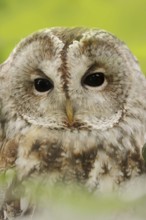 Tawny owl (Strix aluco), portrait, North Rhine-Westphalia, Germany