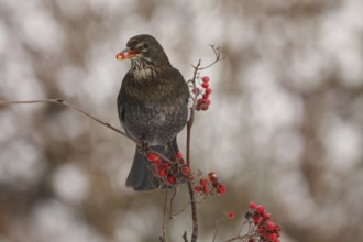Common Blackbird (Turdus merula) juvenile, Lower Saxony, Germany