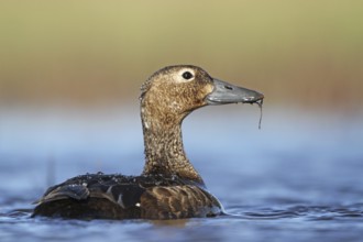 Steller's Eider (Polysticta stelleri) female, Alaska, USA