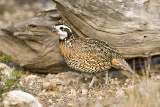 Northern Bobwhite Colinus virginianus Rio Grande City, Starr County, Texas, United States 31 March