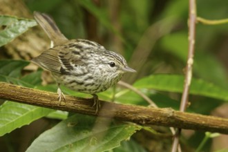 Arrowhead Warbler (Setophaga pharetra) perched on a branch in Jamaica in the Caribbean
