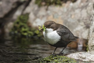 White-throated Dipper (Cinclus cinclus cinclus) with insects in its beak, Dalarna, Sweden
