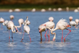 Greater Flamingo (Phoenicopterus roseus), Castile-La Mancha, Spain