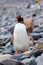 A penguin stands on rocky ground on a beach in the wild, Gentoo penguin (Pygoscelis papua) in