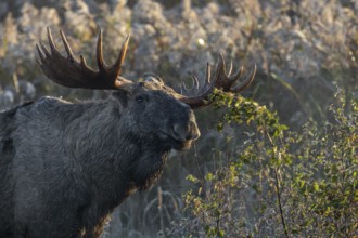 The moose shoveler (Alces alces) has slipped the birch branch out of its branch and as it snaps