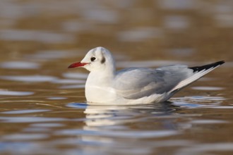 Black-headed Gull (Chroicocephalus ridibundus), Berlin, Germany