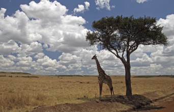Masai Giraffe (Giraffa camelopardalis tippelskirchi) resting in shade of tree, Masai Mara, Kenya