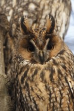 Long-eared Owl (Asio otus), North Rhine-Westphalia, Germany