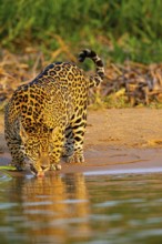 Jaguar (Panthera onca) Pantanal Brazil