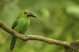 Crimson-rumped Toucanet (Aulacorhynchus haematopygus) perched on a branch, Mindo, Ecuador