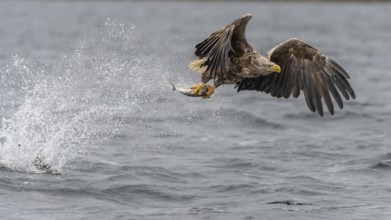 White-tailed Eagle (Haliaeetus albicilla) hunting, Norway