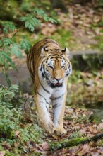 Siberian tiger (Panthera tigris altaica) walking on the ground, Germany
