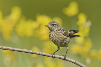 European Stonechat (Saxicola rubicola) juvenile, Liguria, Italy