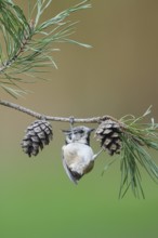 European Crested Tit (Lophophanes cristatus), Rhineland-Palatinate, Germany